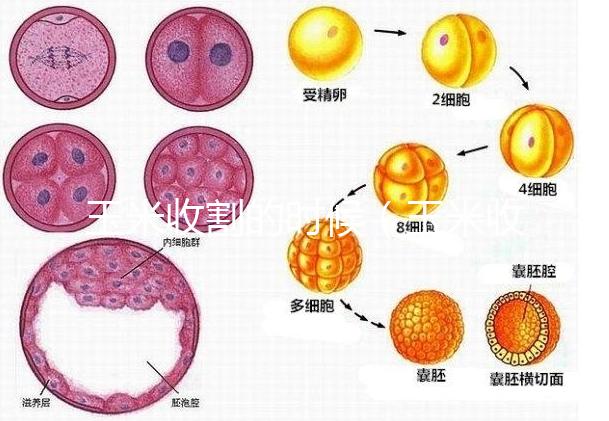 玉米收割的時候（玉米收割的時候怎么收割）
