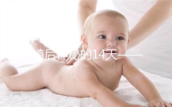 移植后神秘的14天——你的胚胎都發(fā)生了哪些變化？