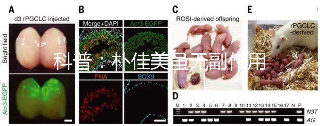 科普:樸佳美雖無副作用,但也不能和同類型藥品同吃