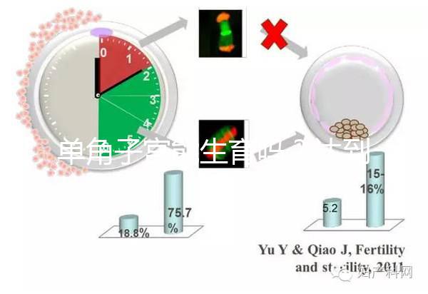 單角子宮能生育嗎？達到這4個條件即可懷孕生孩子
