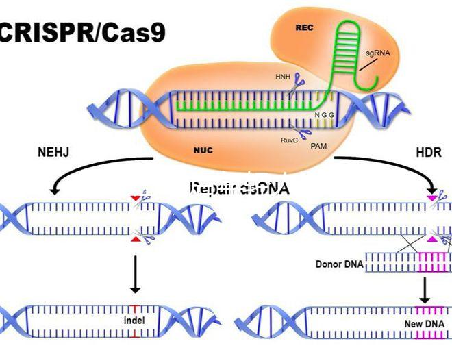 加班讓90后年輕人沒時間結婚生娃？網友：貧窮是避孕良方
