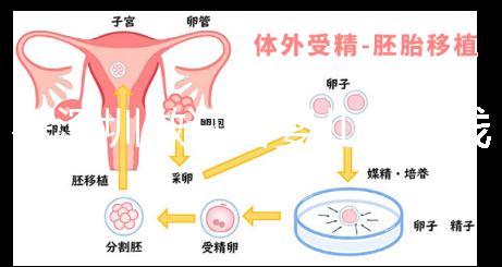在深圳做試管嬰兒多少錢一次？各大醫院成功率及費用看這里