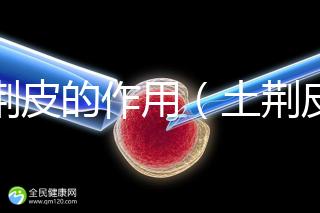 土荊皮的作用（土荊皮功能主治療作用）