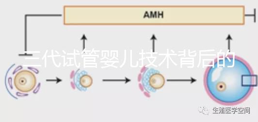 三代試管嬰兒技術背后的科學原理：從基因到生育的總結