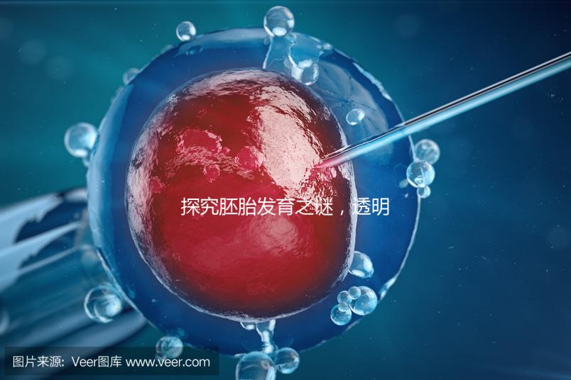 探究胚胎發育之謎，透明帶出現和消失時間有規律