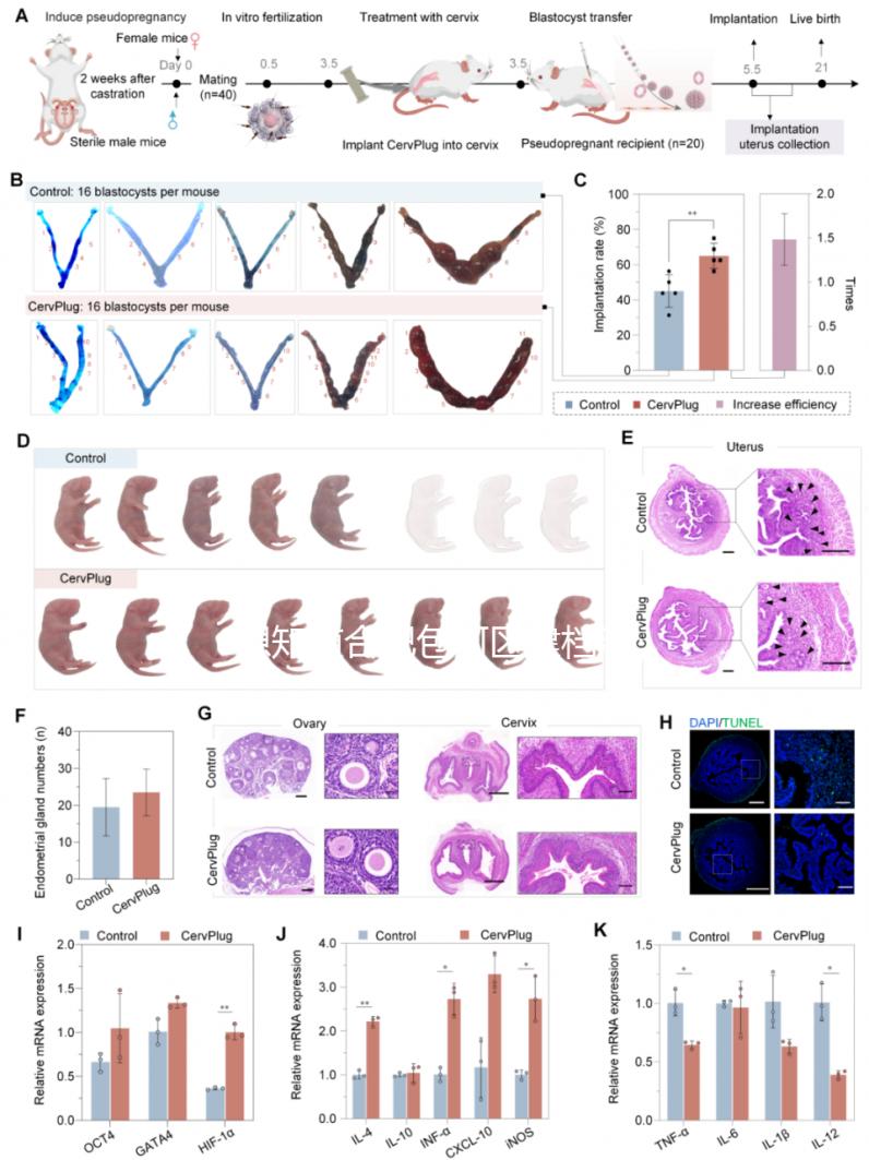想知道合肥包河區(qū)建檔流程戳進(jìn)來(lái)，一文說(shuō)清要不要結(jié)婚證