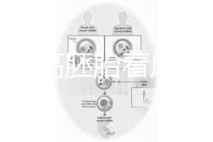 怎么提高胚胎著床率？答案是PGT加上第三代試管(PGD/PGS)