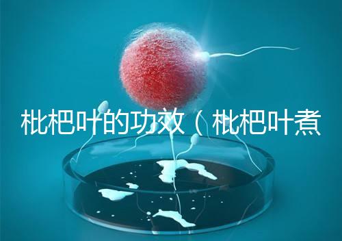 枇杷葉的功效（枇杷葉煮水的正確方法）