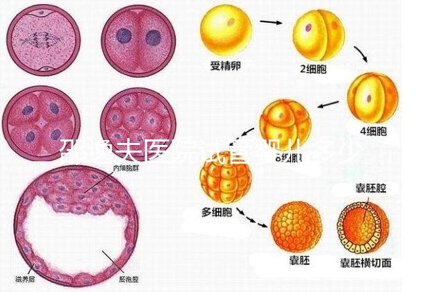 邵逸夫醫(yī)院試管嬰兒多少錢？全部費(fèi)用明細(xì)為你一一列出