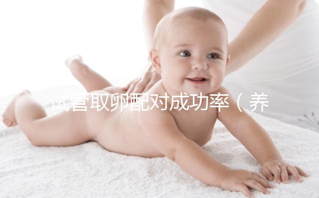 試管取卵配對成功率(養(yǎng)囊胚和凍胚哪個成功率高)