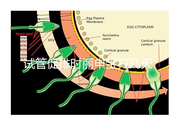試管促排時麗申寶打幾天?我們來看看網(wǎng)友們的回答