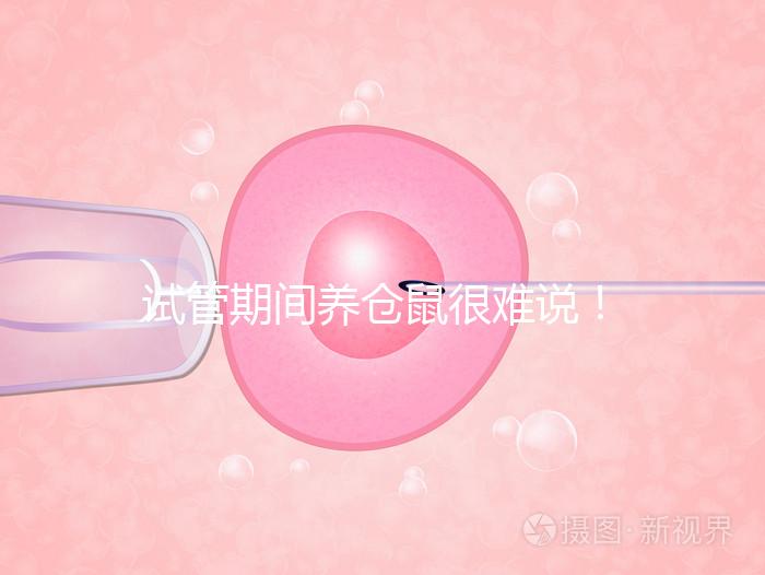 試管期間養(yǎng)倉鼠很難說！先了解對胎兒的影響再決定！