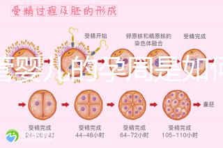 試管嬰兒的孕周是如何計(jì)算的