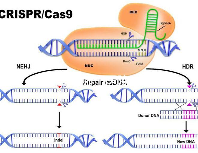 試管嬰兒哪個(gè)醫(yī)院成功率最高(試管嬰兒哪個(gè)醫(yī)院成功率最高掛號哈爾濱天元婦產(chǎn))