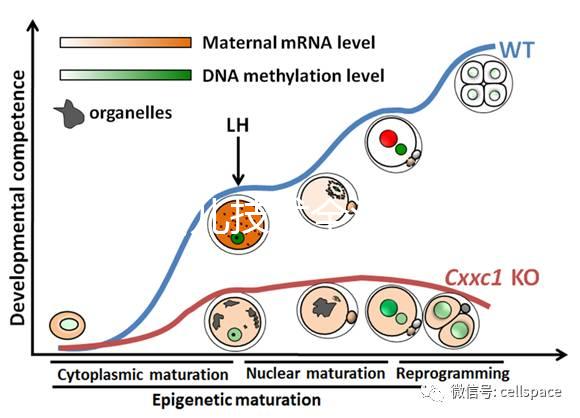 試管嬰兒技術全流程科普：促排、受精、移植等關鍵步驟詳解