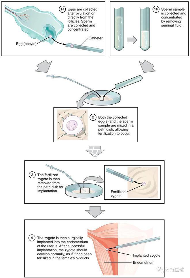貴陽未婚子女戶口如何向婦女介紹，附2024年結算流程