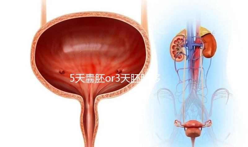5天囊胚or3天胚胎移植哪個好看這，一文說清二者區(qū)別