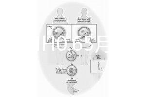 33歲AMH0.65月經正常能做試管嬰兒嗎？